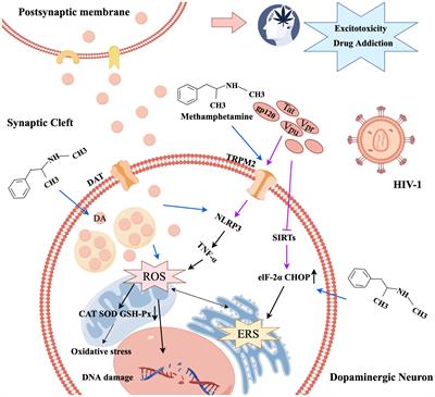 Mechanisms and treatments of methamphetamine and HIV-1 co-induced neurotoxicity: a systematic review